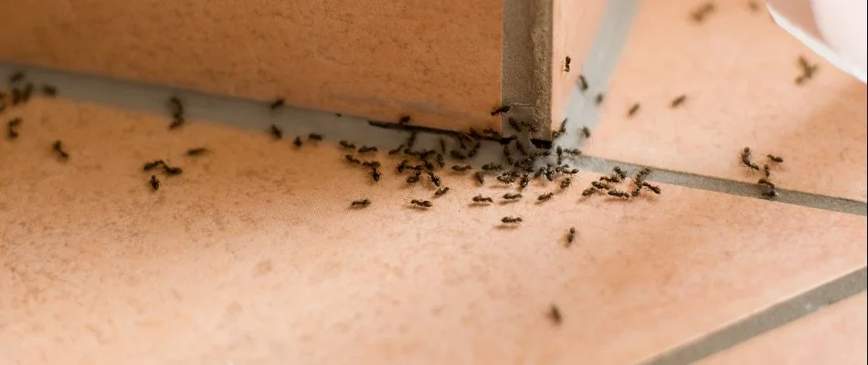 Many black ants inside of a home in Memphis, TN.
