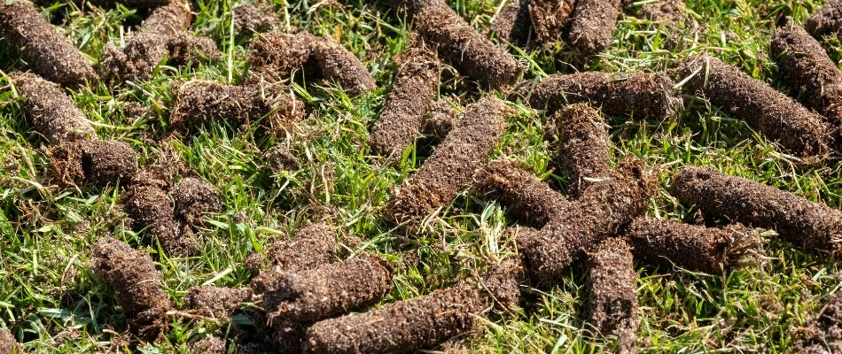 Soil plugs on a lawn in Memphis, TN, after core aeration.