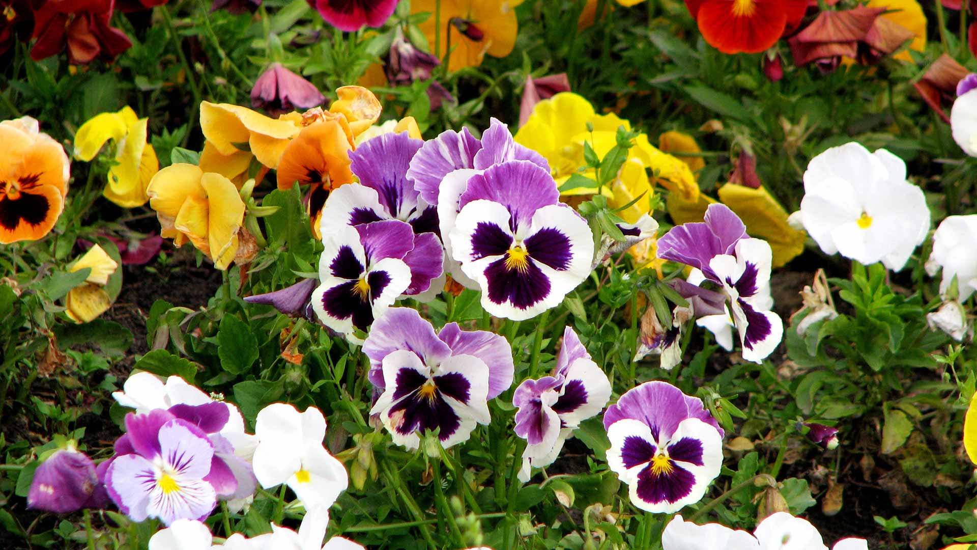 4 Fall Annuals to Plant in your Garden in Memphis, TN | Picture Perfect ...