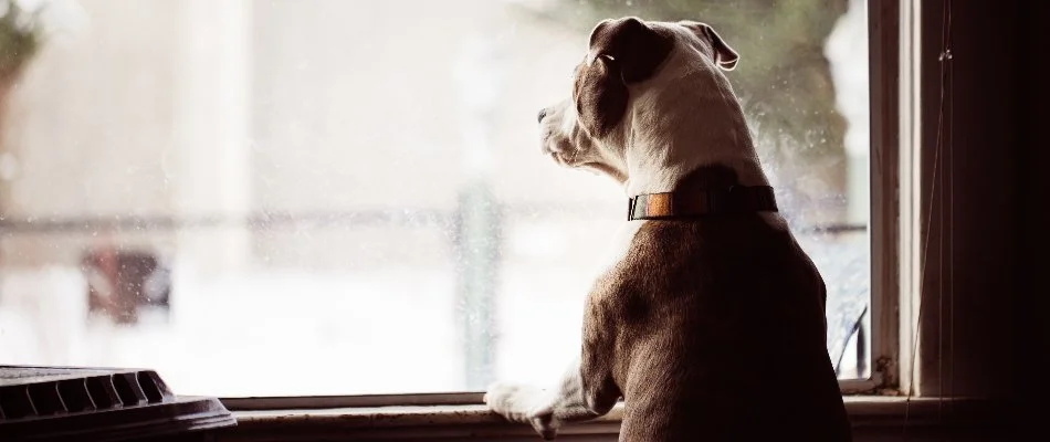 Dog waiting to go outside during fertilization service in Memphis, TN.