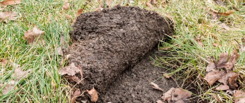 Lawn damage in Memphis, TN, caused by a grub infestation.