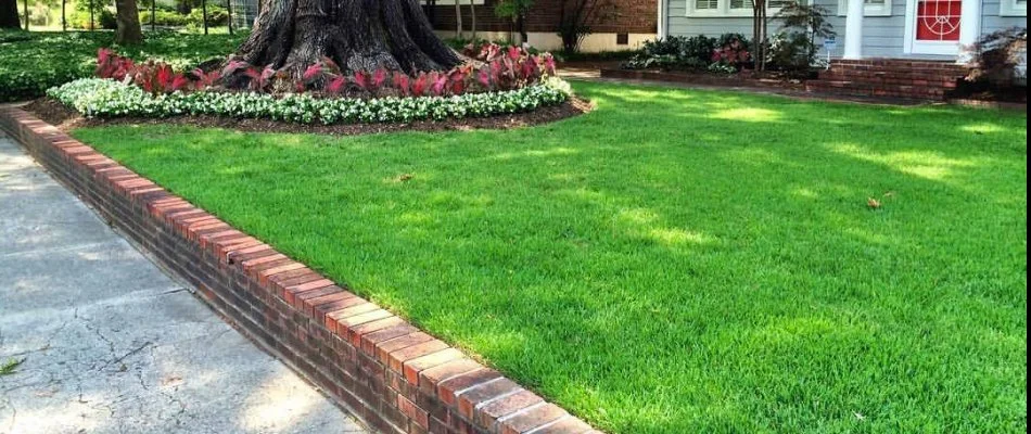 A healthy lawn in Memphis, TN, after summer fertilization.