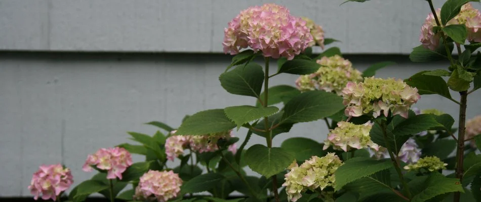 Pink hydrangea bush at a home in Memphis, TN.