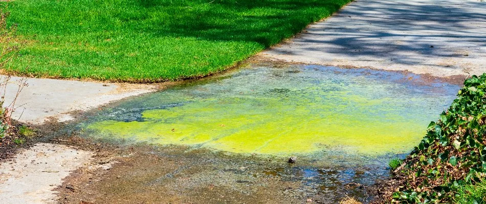 Algae growing from leaking irrigation system in Memphis, TN.