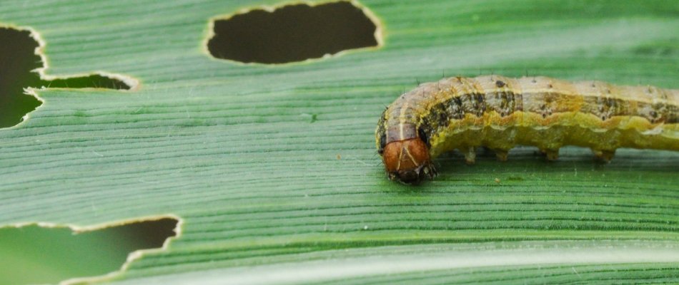 Have Armyworms Infested Your Lawn? Here’s What You Should Do! | Picture ...