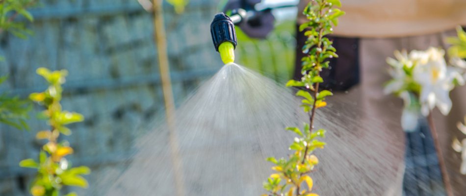 Pulling vs Spraying - Which Method of Weed Control Is Better? | Picture ...