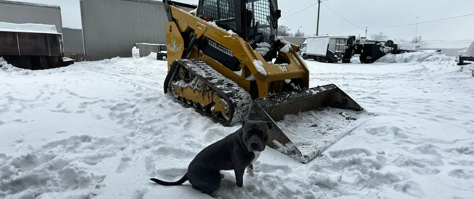 Dog in snow-covered parking lot with plow.